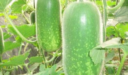 网红大瓜博雅吃瓜视频最全观看,全网最全大瓜集锦，一网打尽网红热点